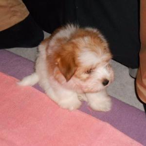 Coton de tulear