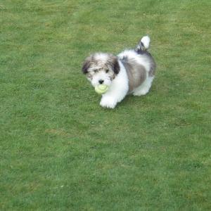 Coton de tulear