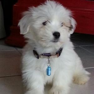 Coton de tulear