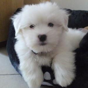 Coton de tulear