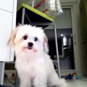 Coton de tulear