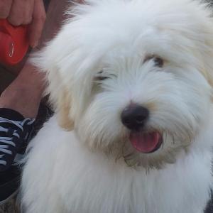 Coton de tulear