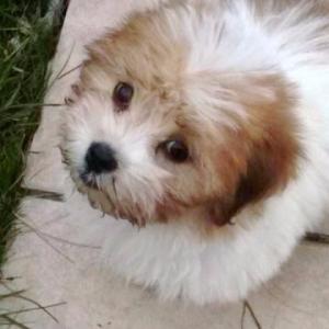 Coton de tulear