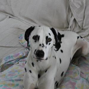 Dalmatien