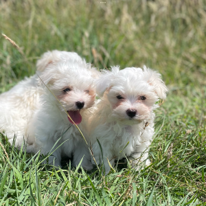 Bichon maltais