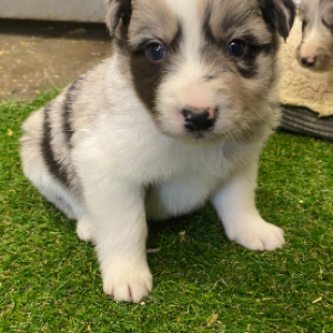 Border Collie 