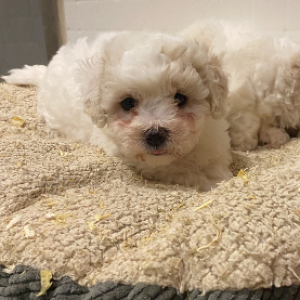 Bichon frisé 