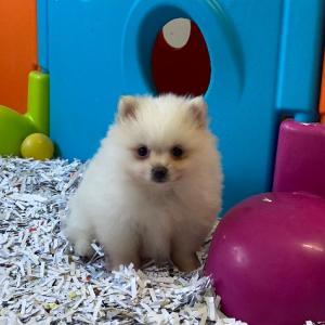 Spitz