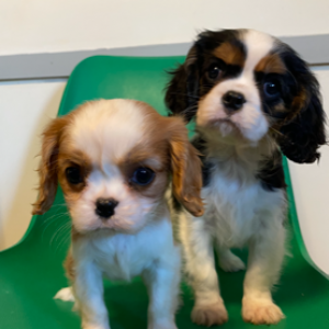 Cavalier King Charles