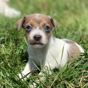 Jack Russel 