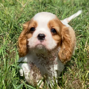 Cavalier king-charles 