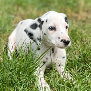 Dalmatiens 