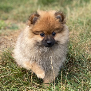 Spitz 