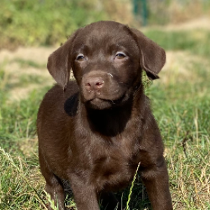 Labrador 
