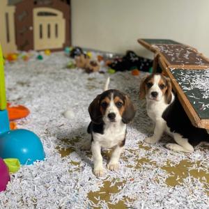 beagle