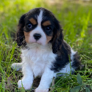 Cavalier King Charles 