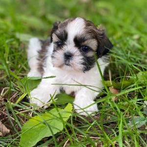 Shih Tzu