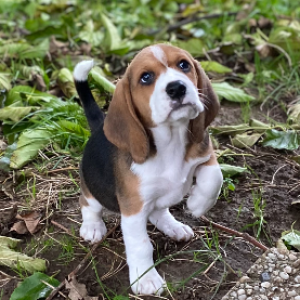 Beagle