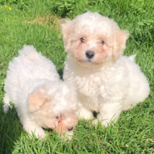 Bichon frisé 