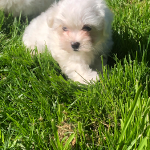 Bichon Maltais