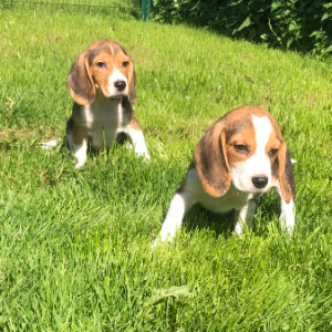 Beagle 