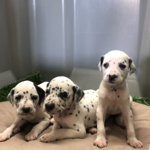  Dalmatien
