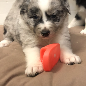 Border Collie