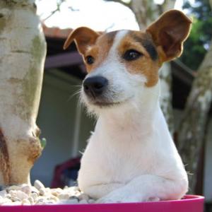 Jack russel et parson russel