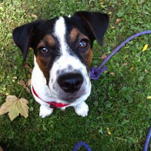 Jack russel et parson russel