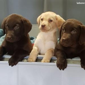 Labrador