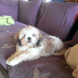 Lhassa Apso