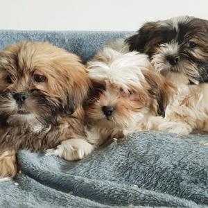 Lhassa Apso