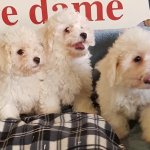 Bichon Frisé