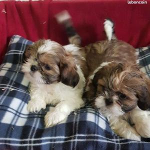 Shih Tzu