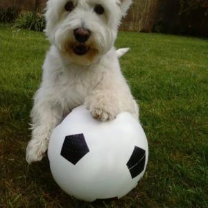 West-Highland white terrier (Westie)