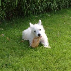 West-Highland white terrier (Westie)