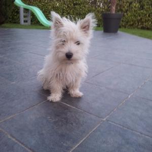 West-Highland white terrier (Westie)