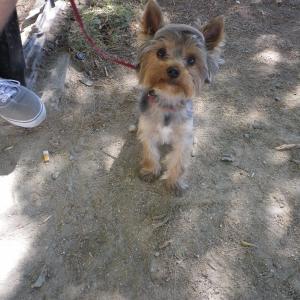 Yorkshire terrier