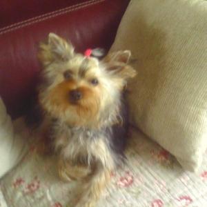 Yorkshire terrier