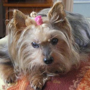 Yorkshire terrier