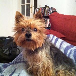 Yorkshire terrier