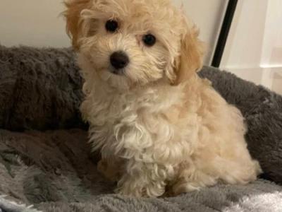 Maltipoo