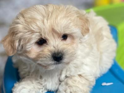 Maltipoo