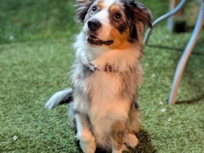 Berger Américain Miniature