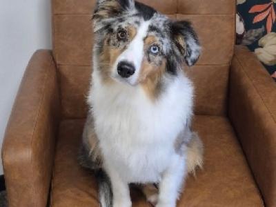 Berger Américain Miniature