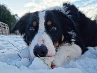 Border Collie