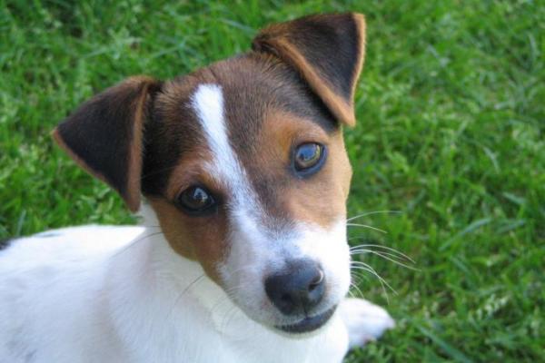 Jack Russel et Parson Russel