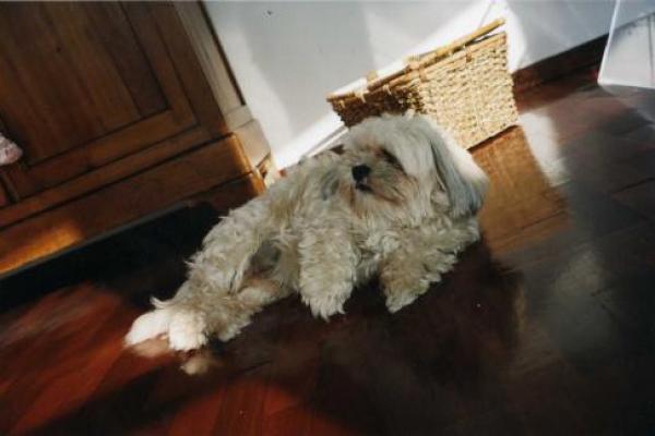 Lhassa apso
