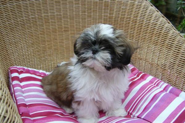 Shih tzu