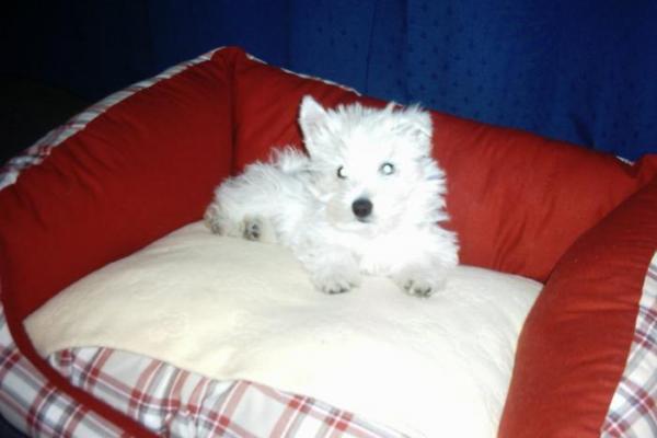 West-highland white terrier (westie)
